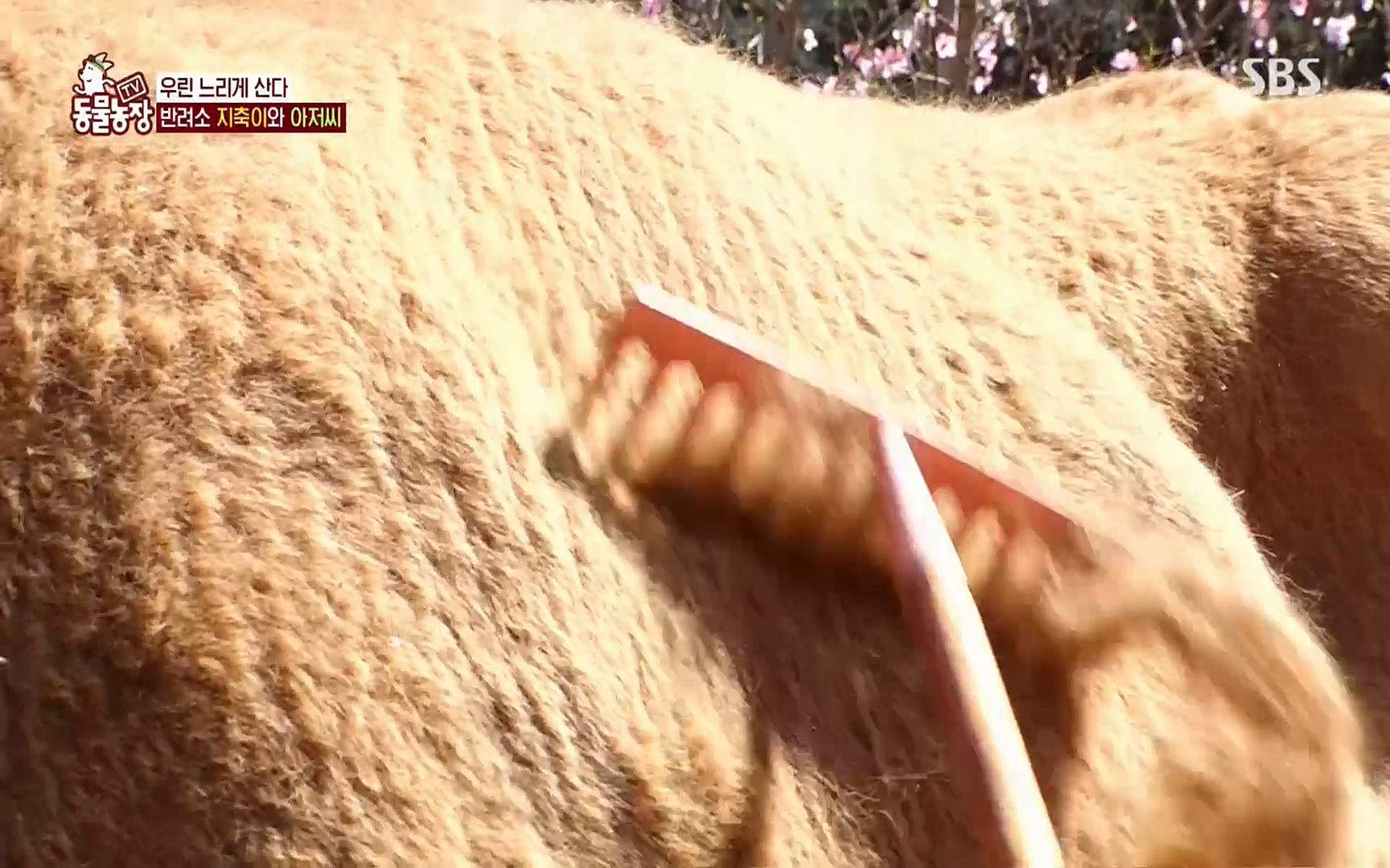 TV 동물농장.E1074.220619p.H264-F1RST.mp4_20220619_181215.160.jpg