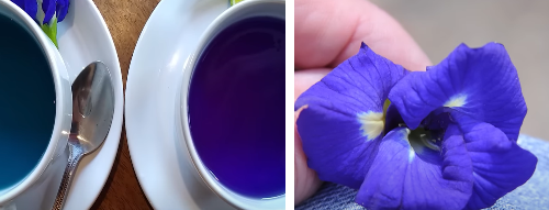 식용불가-식품-나비완두콩꽃-파란꽃차-꽃모습