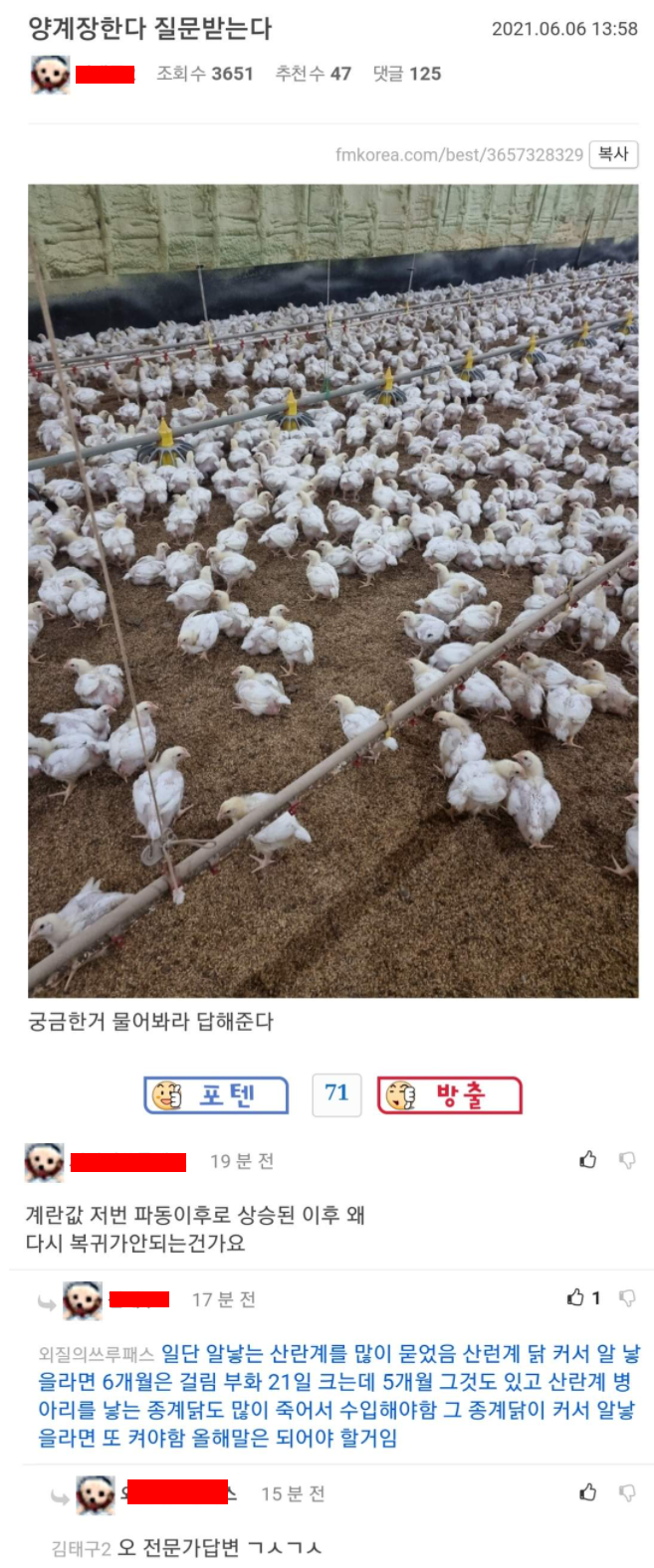  양계장 아재가 답변해주는 요즘 계란값이 비싼 이유, 계란값 파동 상승 이후 왜 복귀가 안되는가?