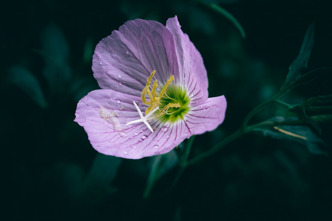 Evening Primrose.