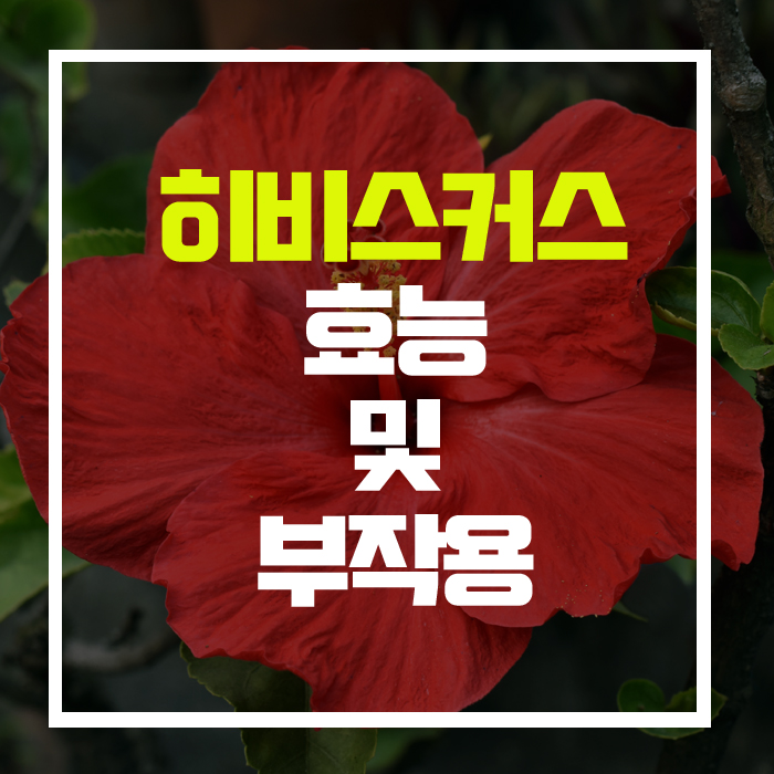  다이어트부터 피부미백까지! '히비스커스' 차의 효능 및 부작용