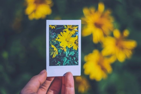 노란꽃과 사진