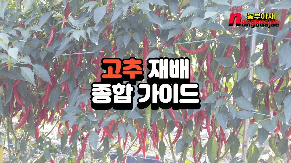 고추재배 종합 가이드