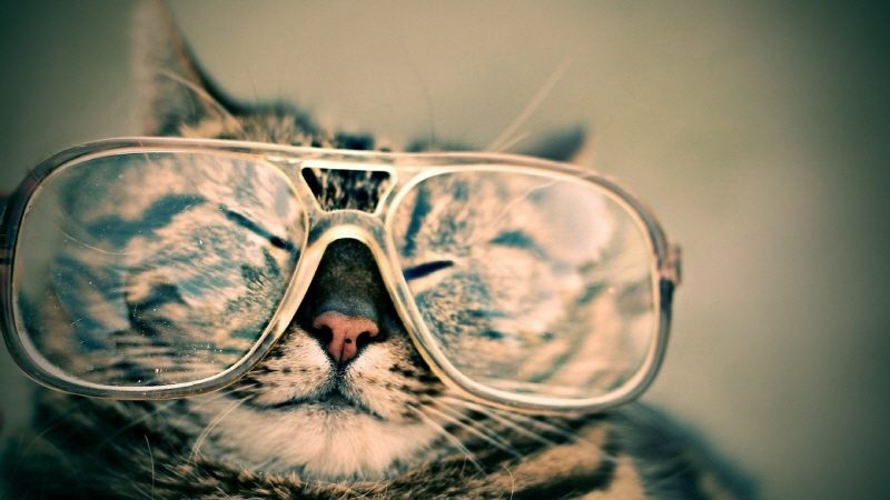 안경쓴 고양이