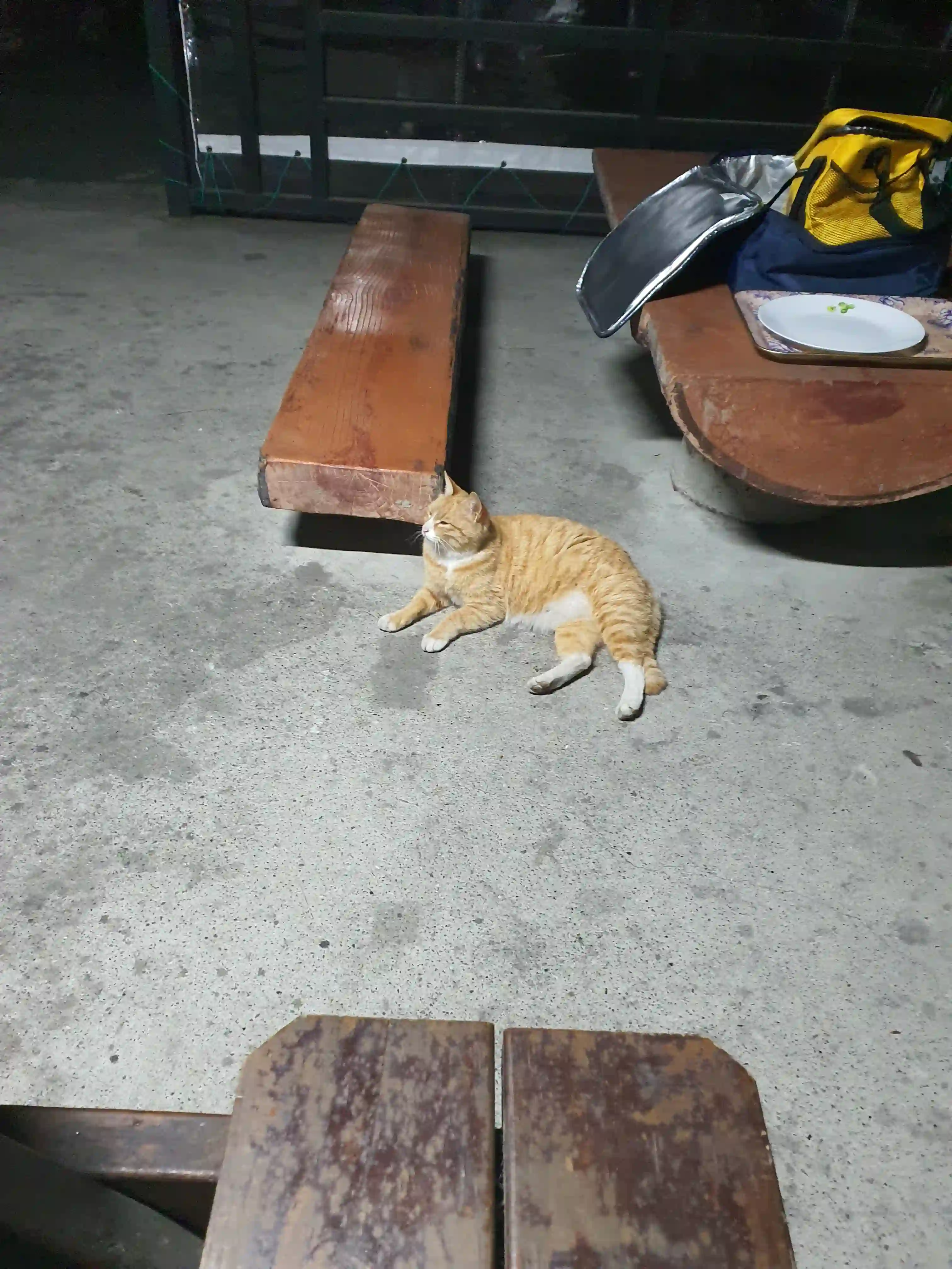 대천경찰수련원 치즈냥이