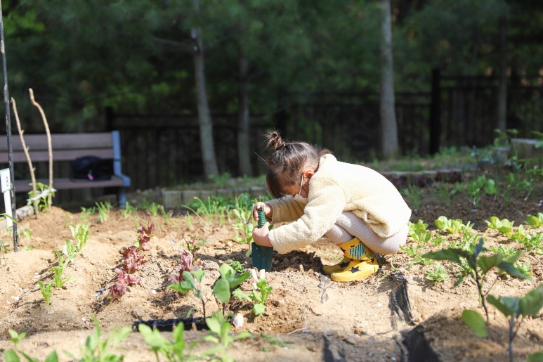 5세 농민, 이동탄 주말농장 첫 모종(가지, 치커리, 쑥갓)&물주기. 11