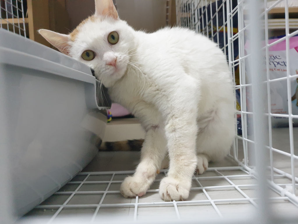 고양이 구토에 관한 모든 것. 고양이 구토에 관한 모든 것.