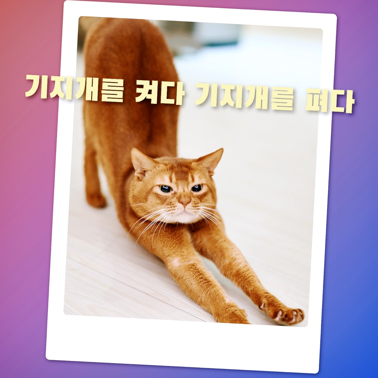  기지개를 켜다 기지개를 펴다