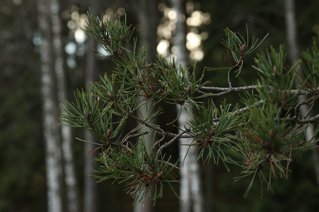 Certainly! The most important noun from 전통 반송 소나무 is Pine.
