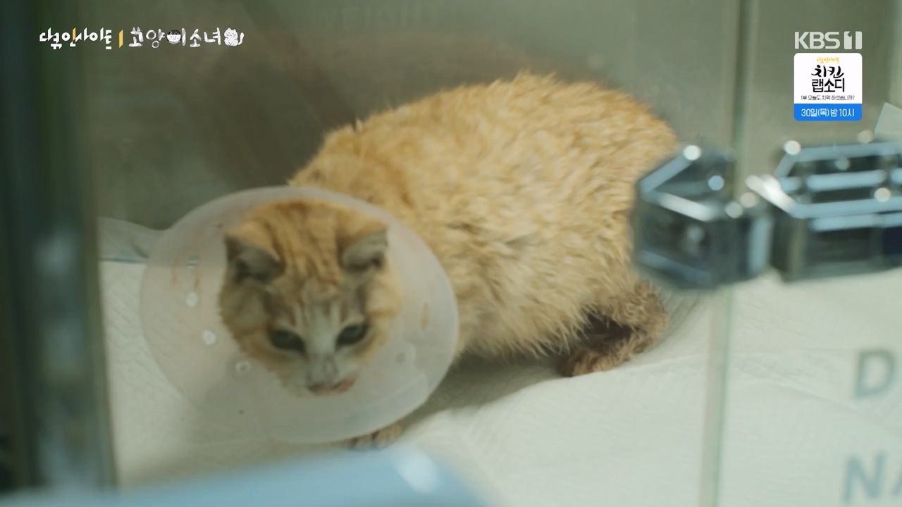 다큐 인사이트.E189.240524p-NEXT.mp4_20240524_205106.748.jpg