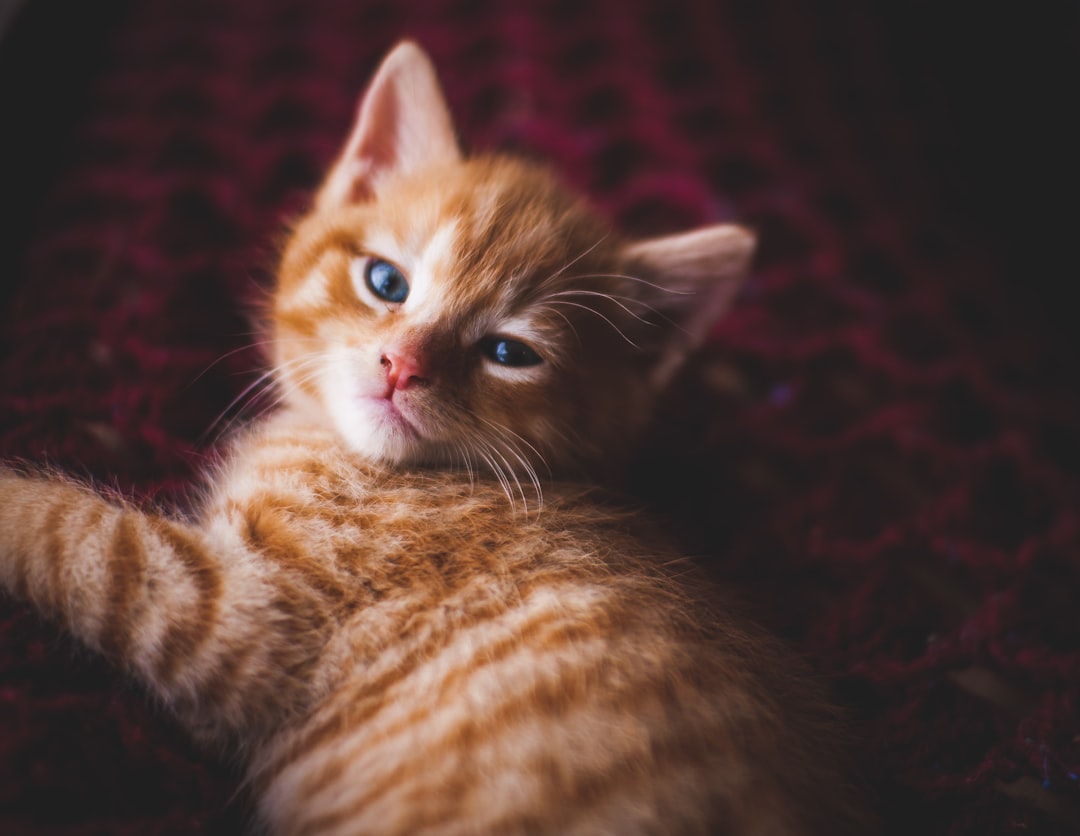 Kitten