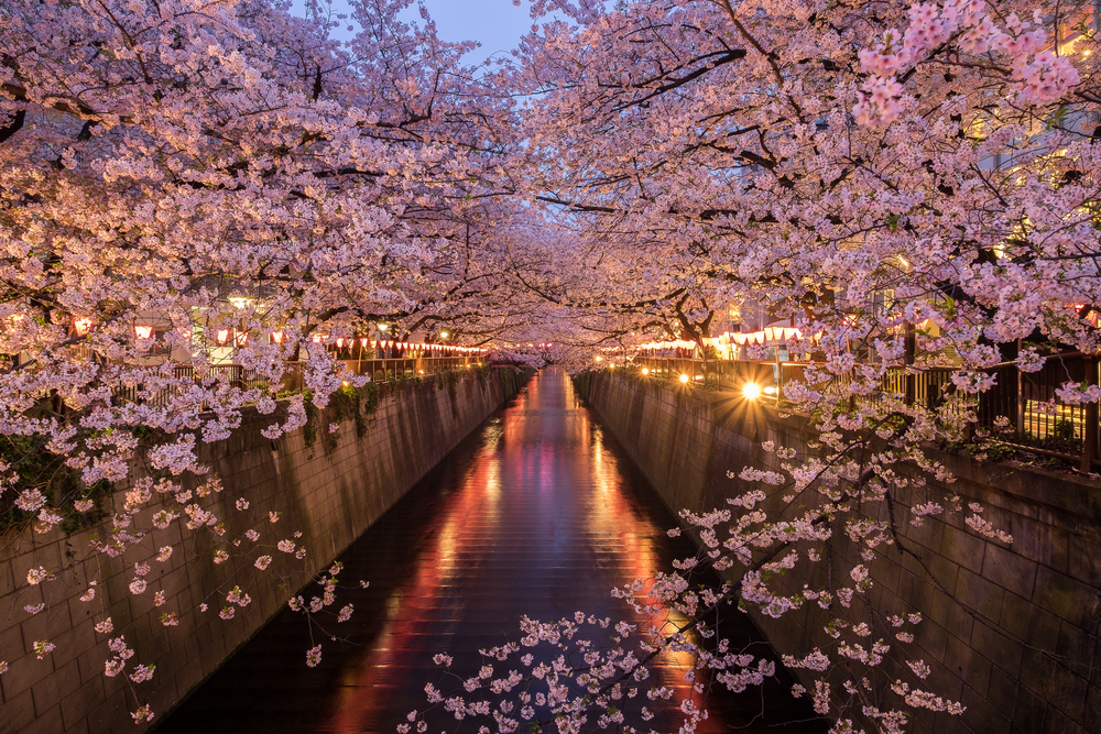 도쿄-매구로카와-벚꽃
