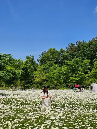 함안 악양생태공원 샤스타데이지 꽃밭 완벽 관람 가이드_9