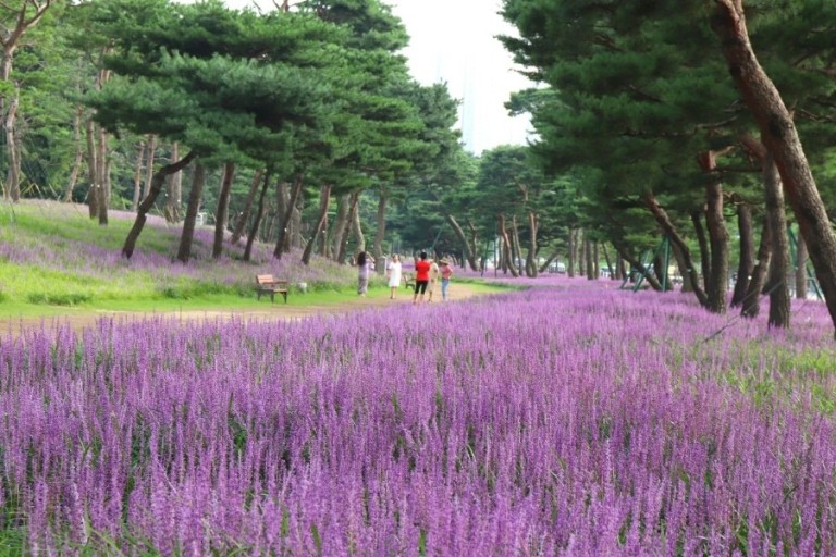 수원 노송공원 맥문동1