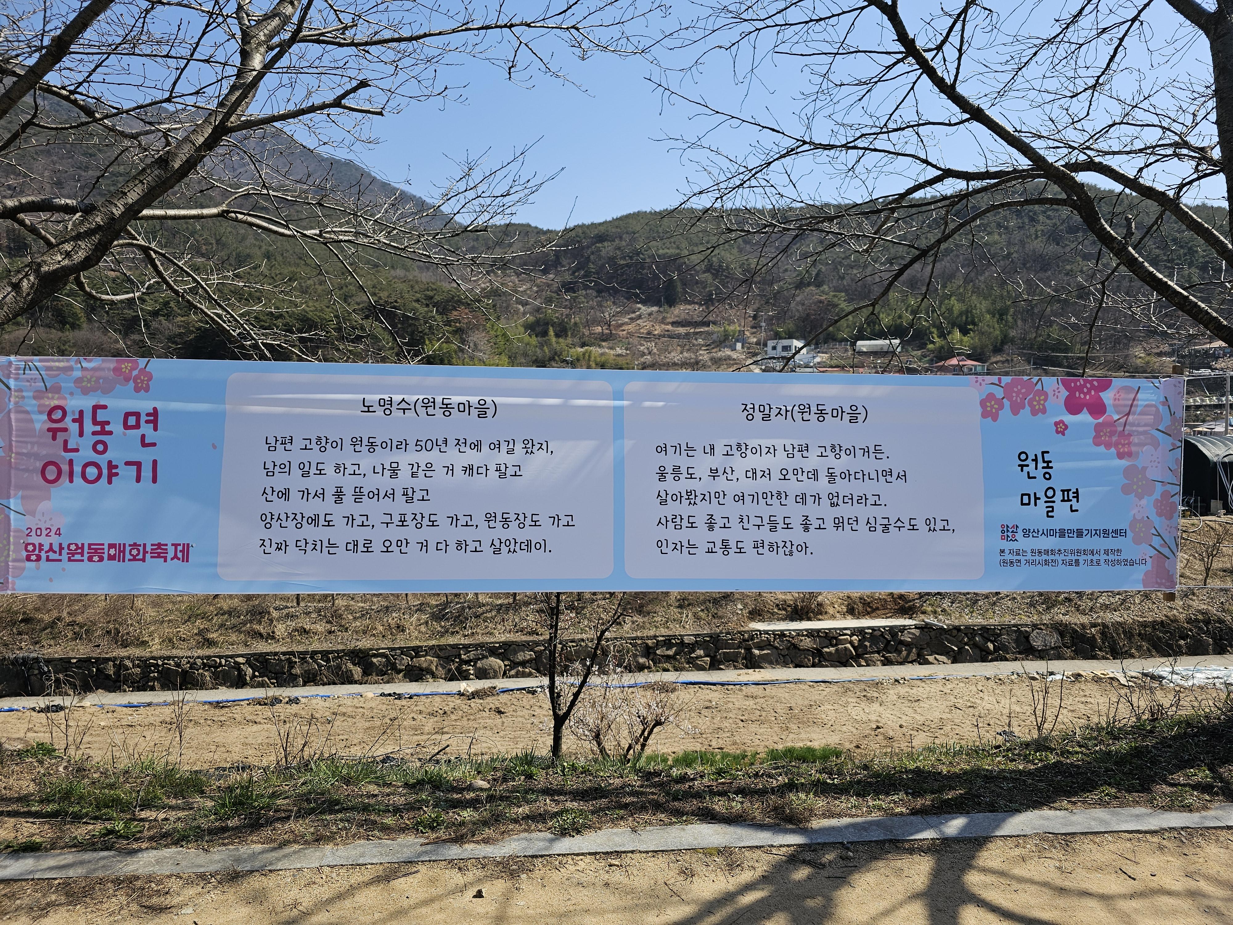  2024 양산원동매화축제 원동면 이야기 모음