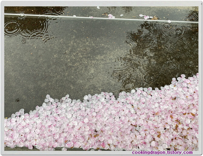 빗물 벚꽃