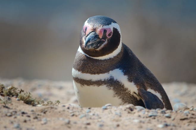 마젤란펭귄 (Magellanic Penguin)