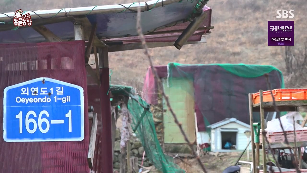 TV 동물농장.E1172.240520p-NEXT.mp4_20240519_162601.010.jpg