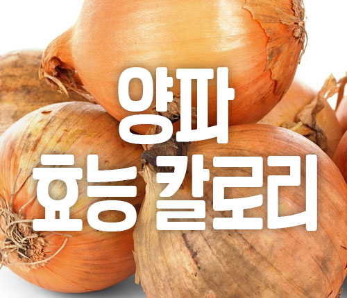 양파 효능 칼로리