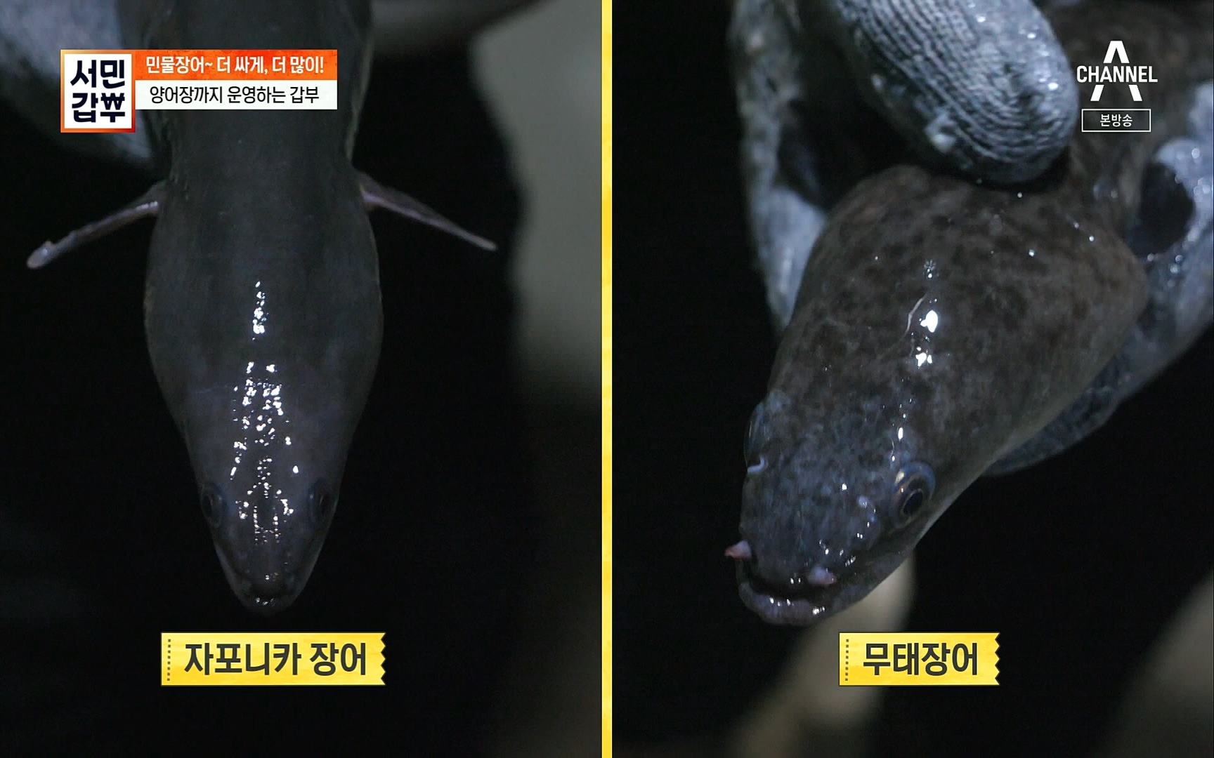 서민갑부.E396.220813p.H264-F1RST.mp4_20220814_165451.860.jpg