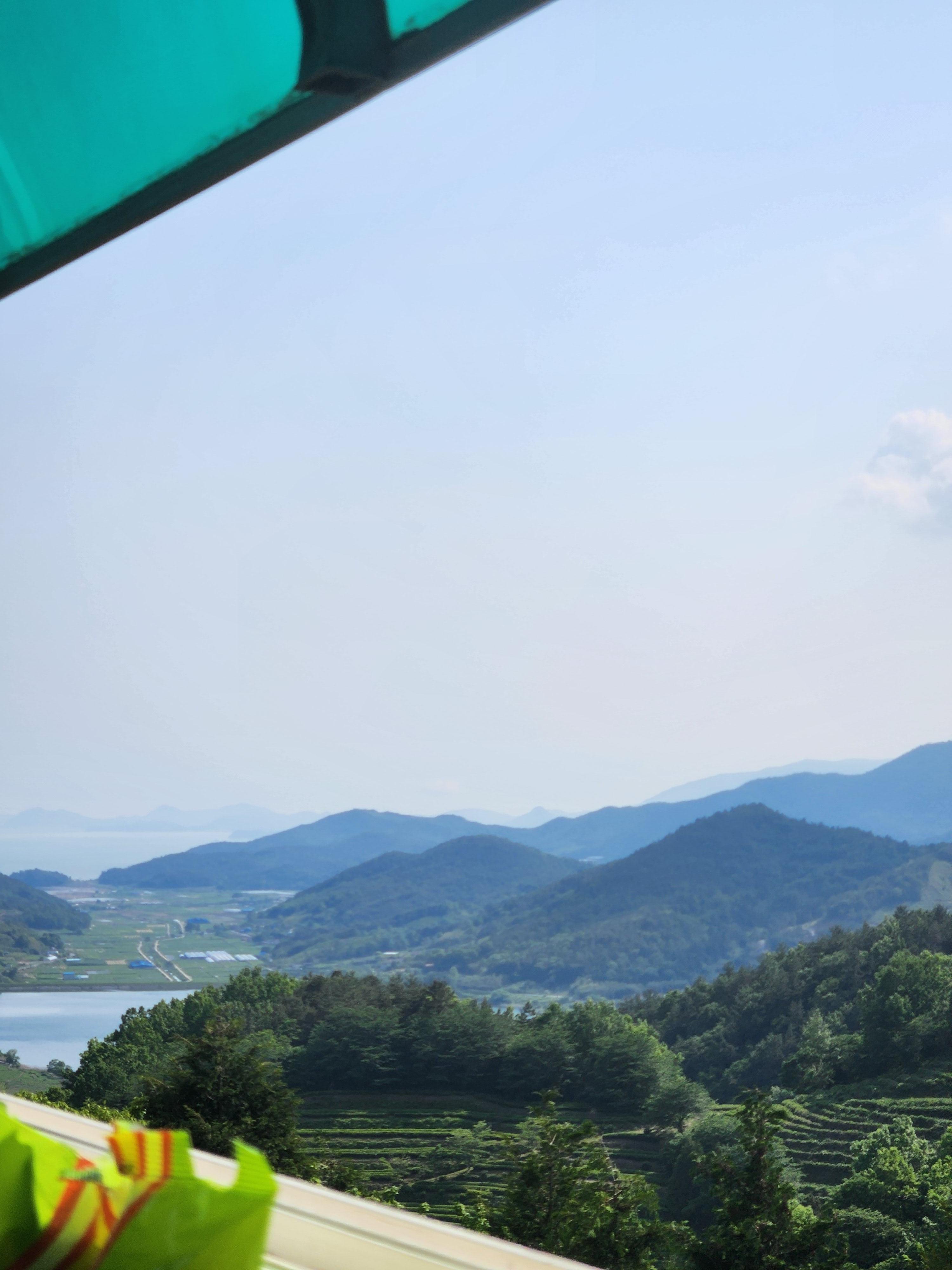 보성 녹차밭 무료 녹차