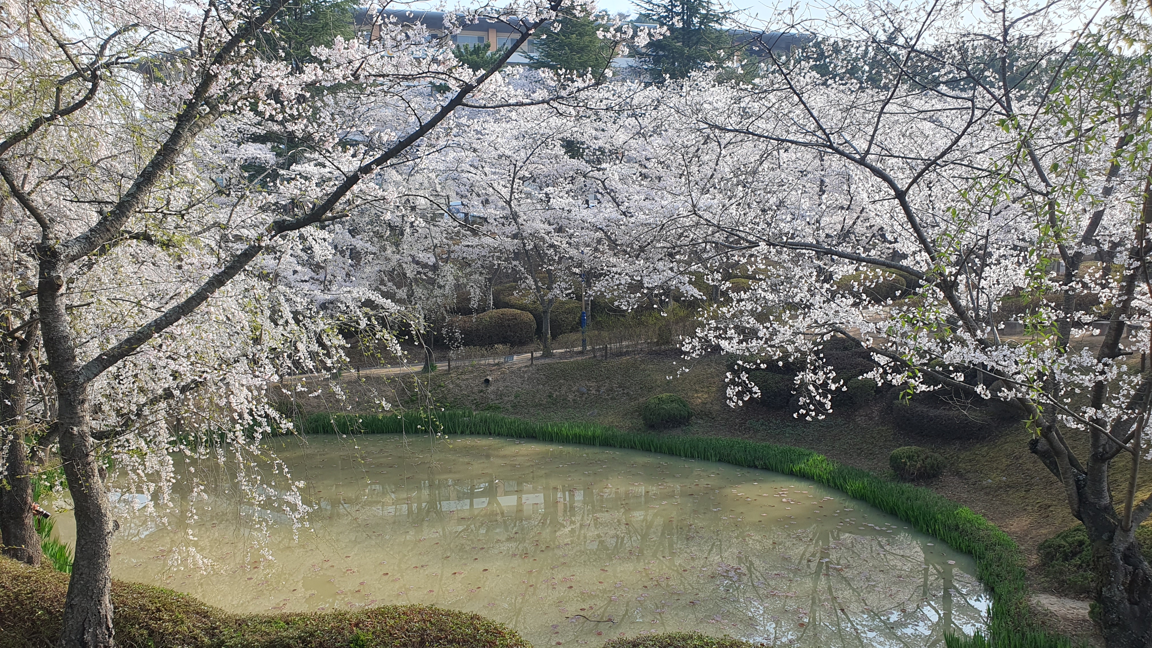 경주 보문관광단지 벚꽃 봄 여행