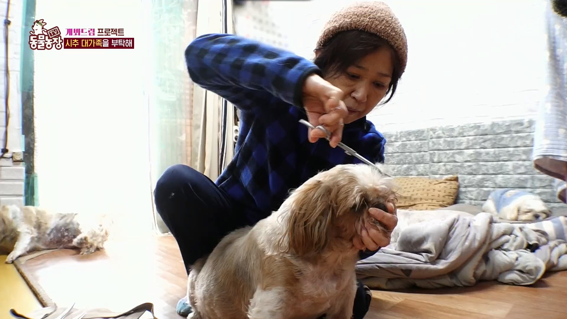 TV 동물농장.E1102.230101p.H264-F1RST.mp4_20230101_182846.748.jpg