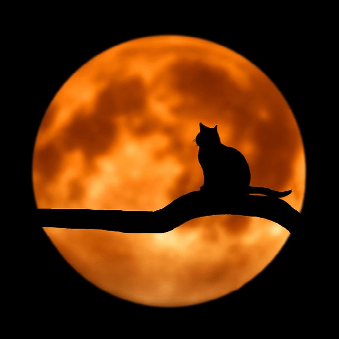 나뭇가지-위에-올라가-앉아있는-고양이-뒤로-보름달-배경