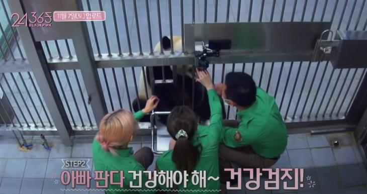  블랙핑크BLACKPINK 중국 여론에 판다 영상 공개유보