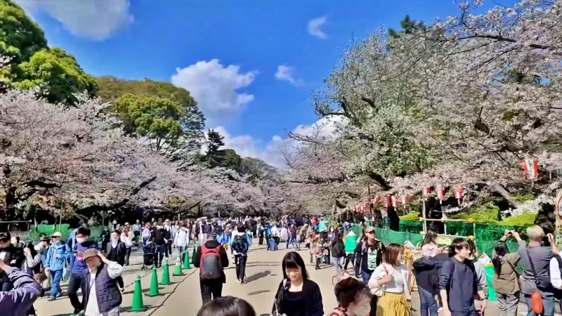 우에노공원 벚꽃