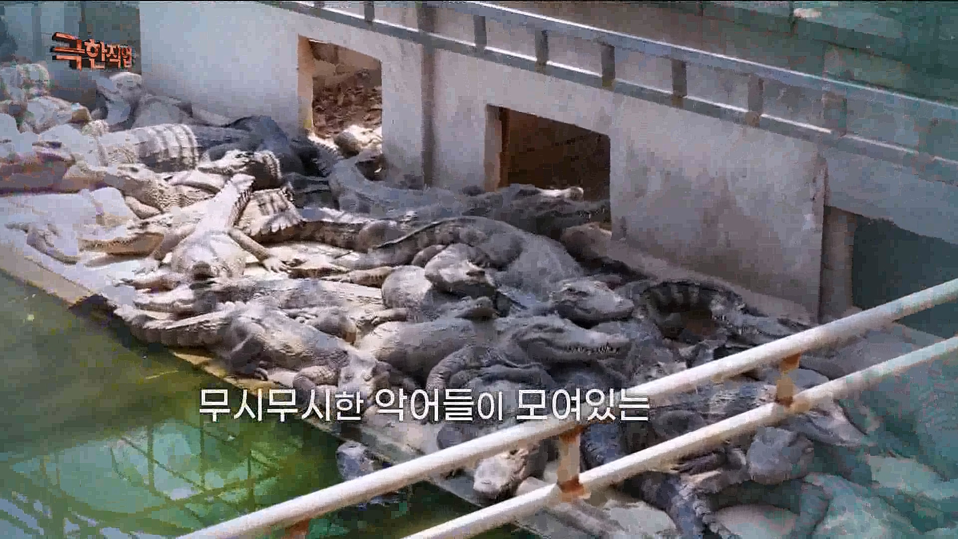 캄보디아 악어농장 230325.mp4_20230327_194949.292.jpg