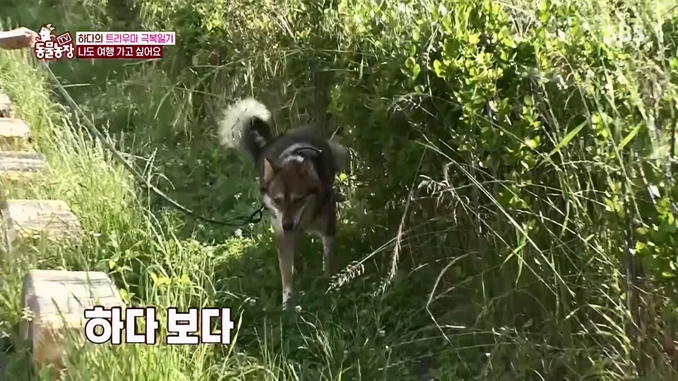 TV 동물농장.E1125.230618p.H264-F1RST.mp4_20230618_192126.635.jpg