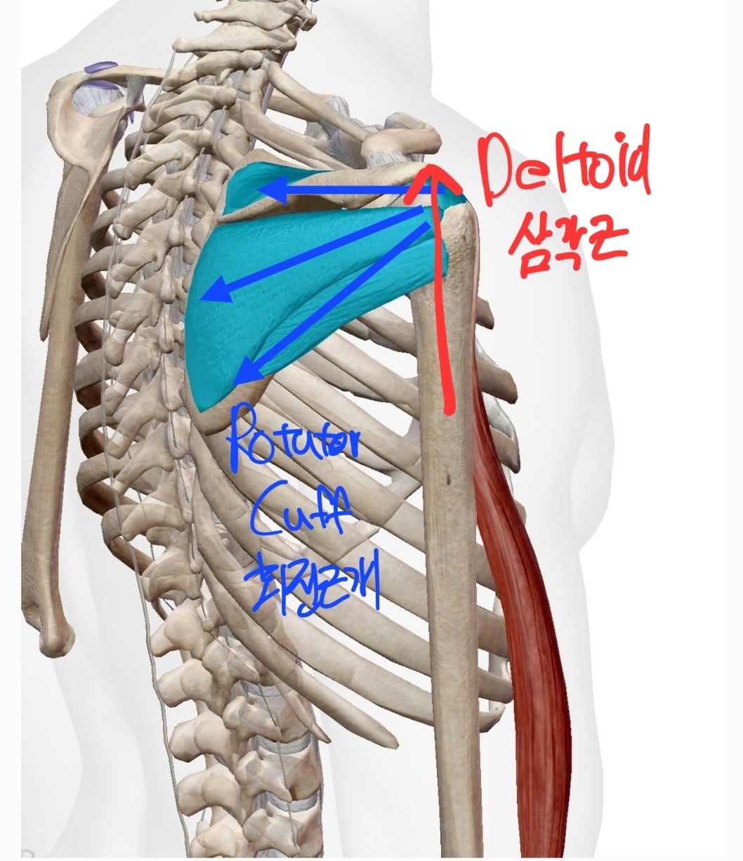 Rotator Cuff