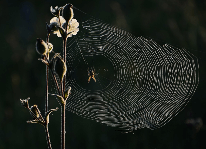 거미줄 치고 있는 거미 사진