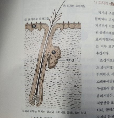 피부구조