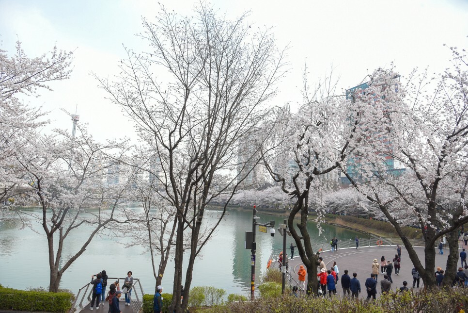 벚꽃