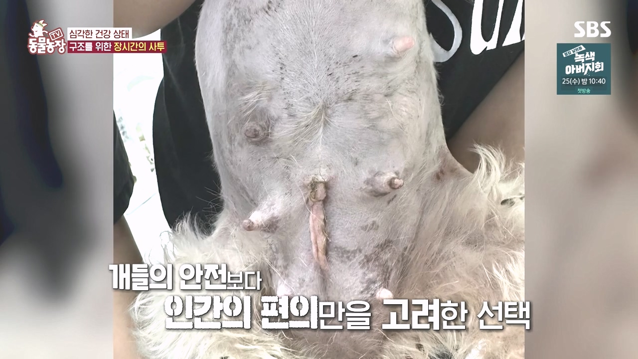TV 동물농장.E1142.231023p-NEXT.mp4_20231022_172917.652.jpg