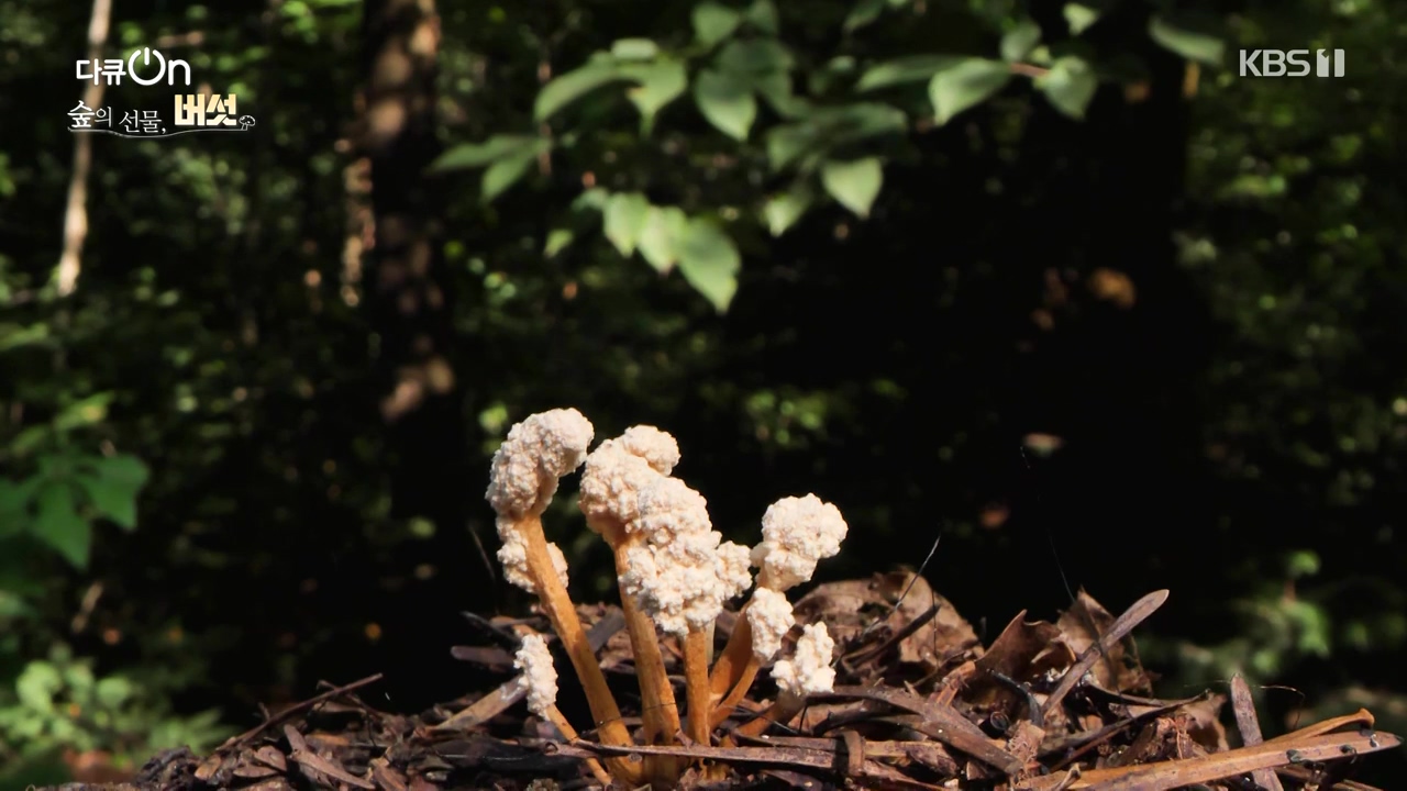 다큐 온.E227.231120p-NEXT.mp4_20231121_201840.965.jpg