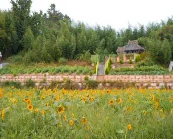 강주 해바라기 축제_28
