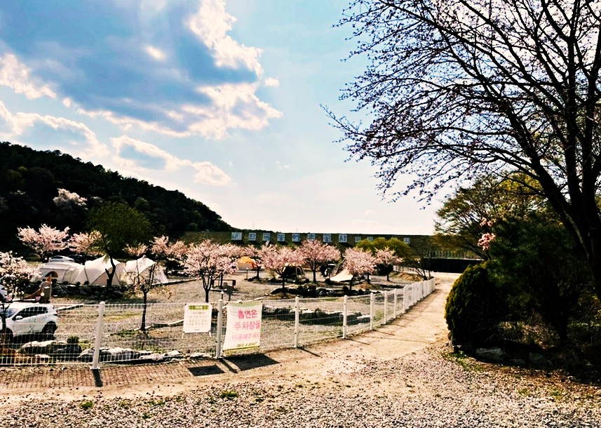 캠핑장-벚꽃