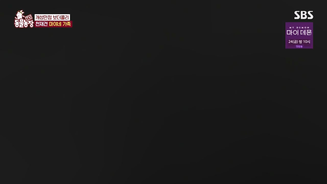 TV 동물농장.E1145.231113p-NEXT.mp4_20231112_173437.061.jpg