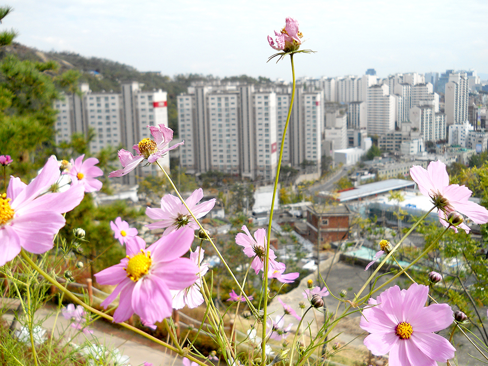 보행 약자들도 편하게 걸을 수 있는 안산자락길