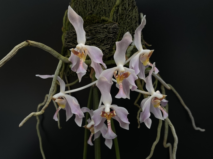 Paraphalaenopsis laycockii 꽃사진