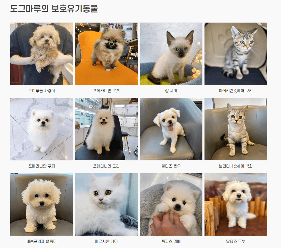 도그마루보호소