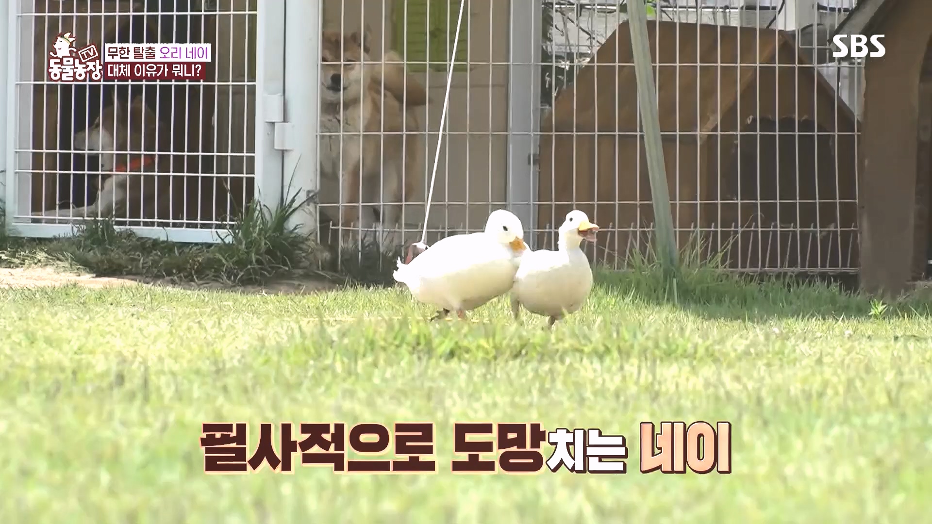 TV 동물농장.E1185.240818p.H264-F1RST.mp4_20240818_161602.939.jpg