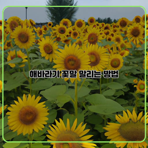  해바라기 꽃말, 이제는 소중히 다뤄보세요!