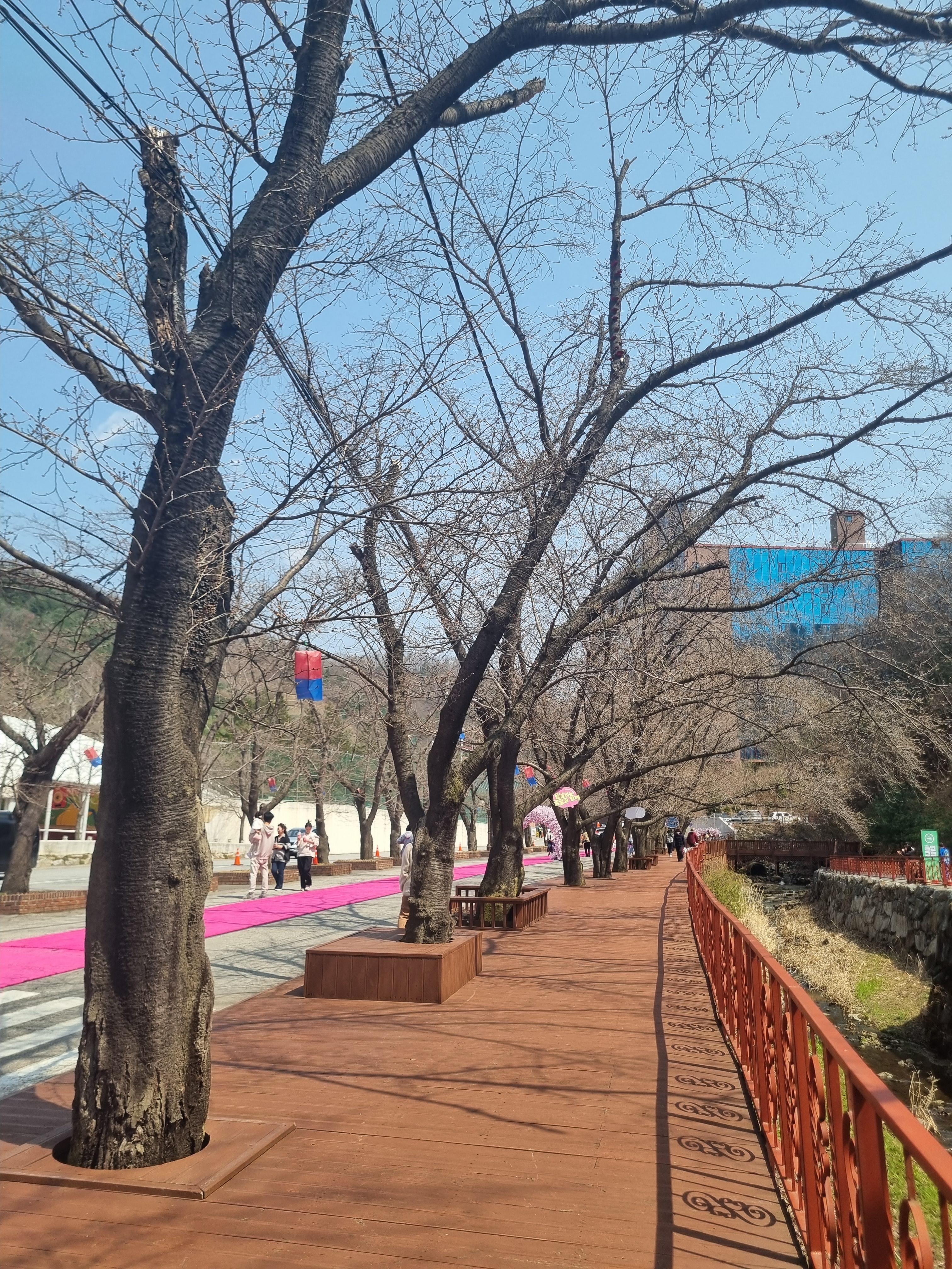 벚꽃축제