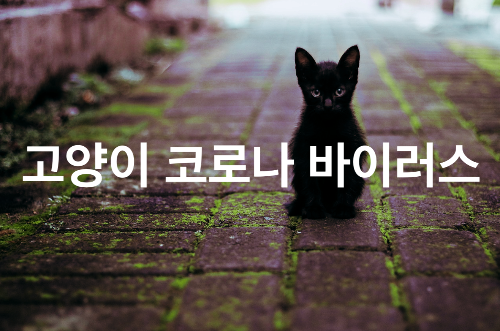 고양이 코로나 바이러스