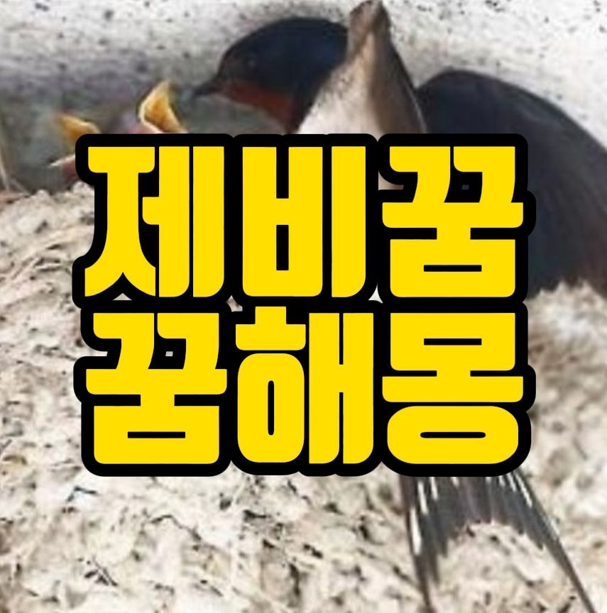 [꿈해몽] 제비꿈,제비둥지꿈,제비집꿈 관련 꿈풀이