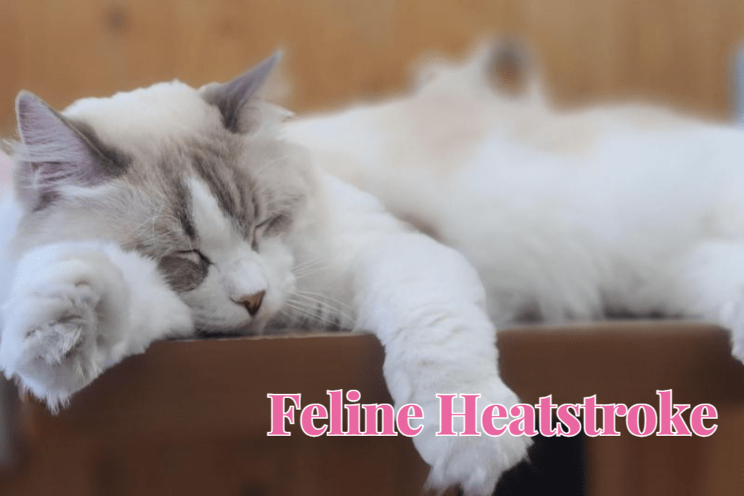 Feline Heatstroke